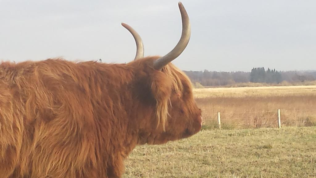 Scotland Paradise Relax Accommodation By Shooting Club Kirriemuir Balintore  ภายนอก รูปภาพ